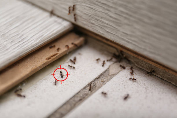 Best Wildlife Control Services  in Keene, TX